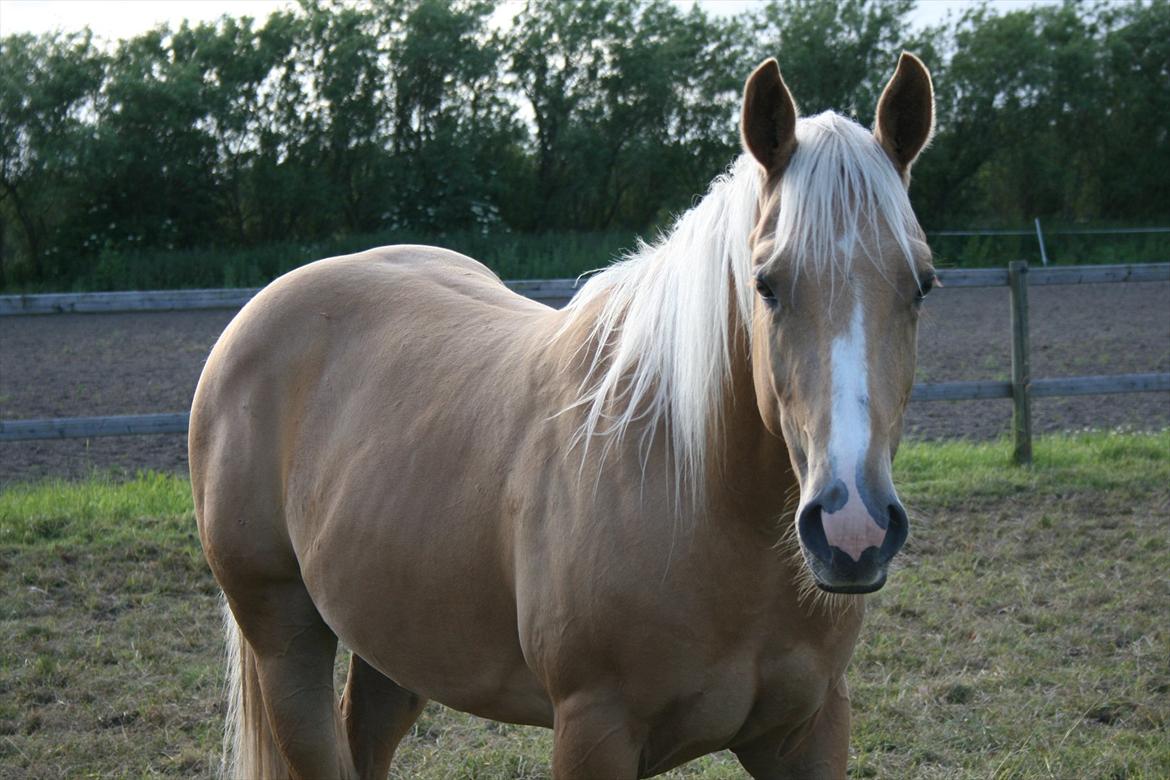 Quarter Roosters Final Pine - Velkommen til lille Guls profil! :-) Juni 2012 billede 1