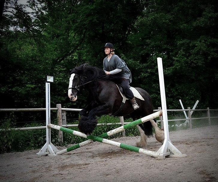Irish Cob Lady Giga  billede 1
