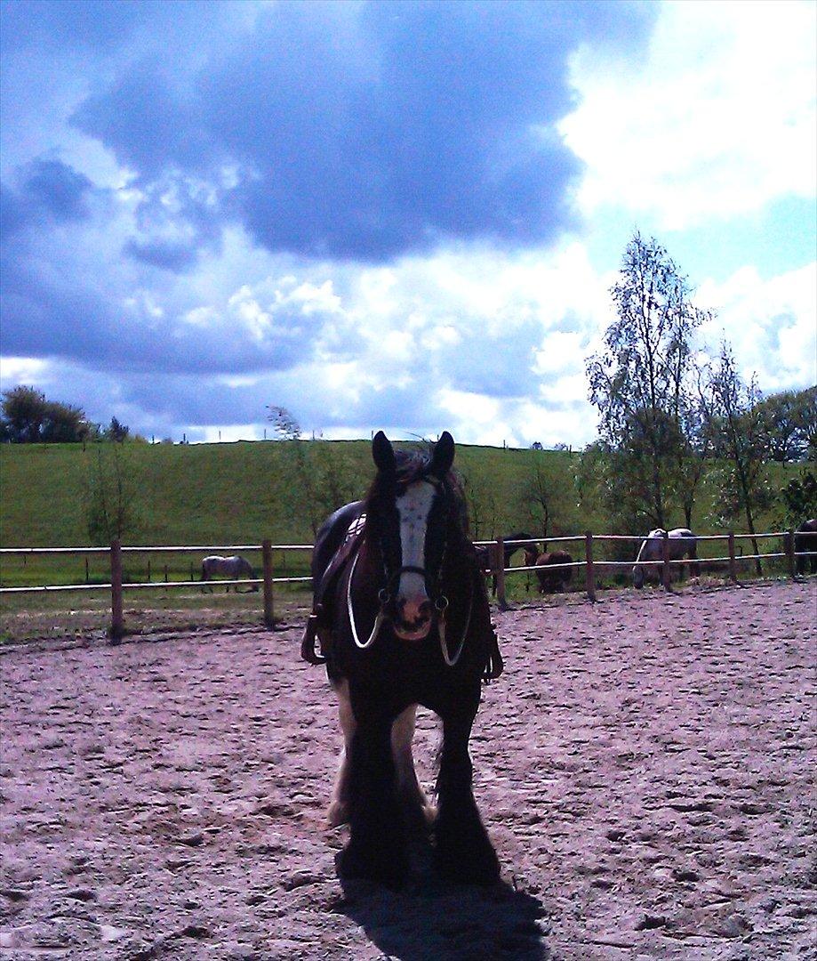 Irish Cob Lady Giga  billede 2