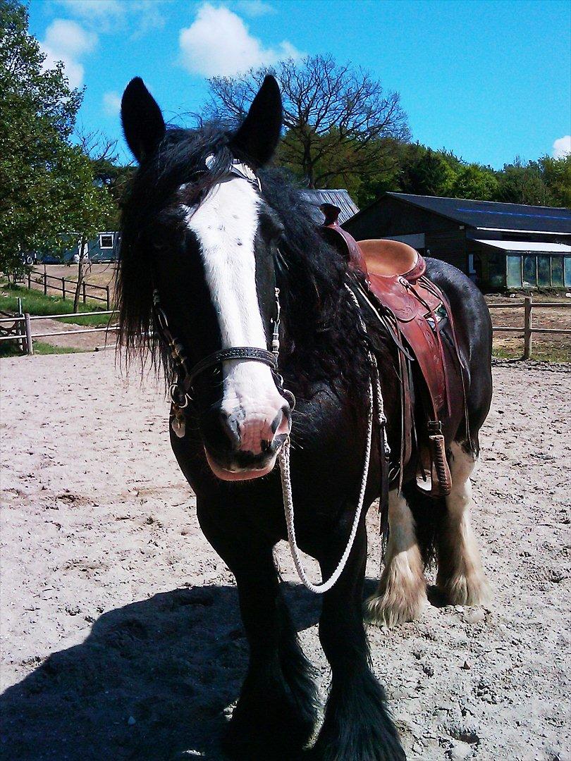 Irish Cob Lady Giga  billede 3