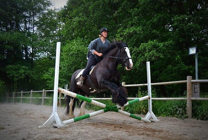 Irish Cob Lady Giga  billede 4