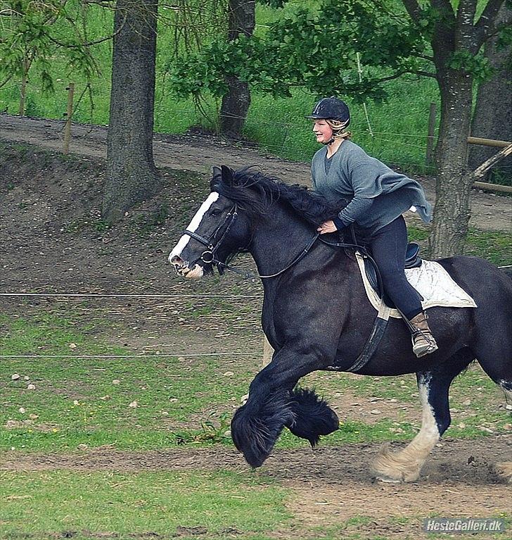 Irish Cob Lady Giga  billede 5