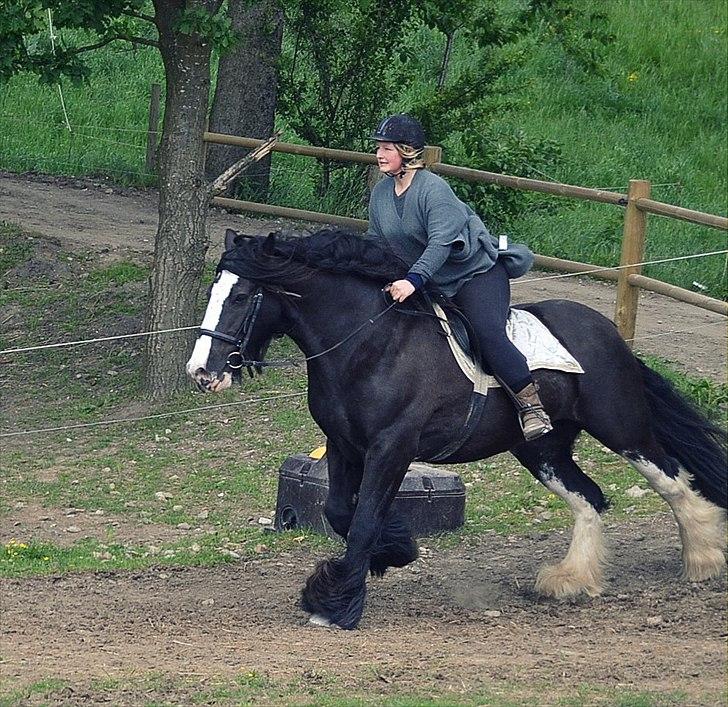 Irish Cob Lady Giga  billede 6