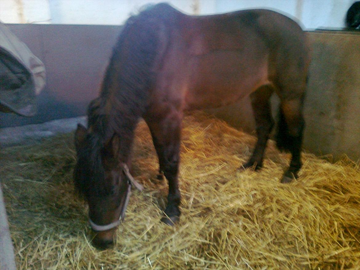 New Forest Feline*Putte/Musse**Savnet* billede 20