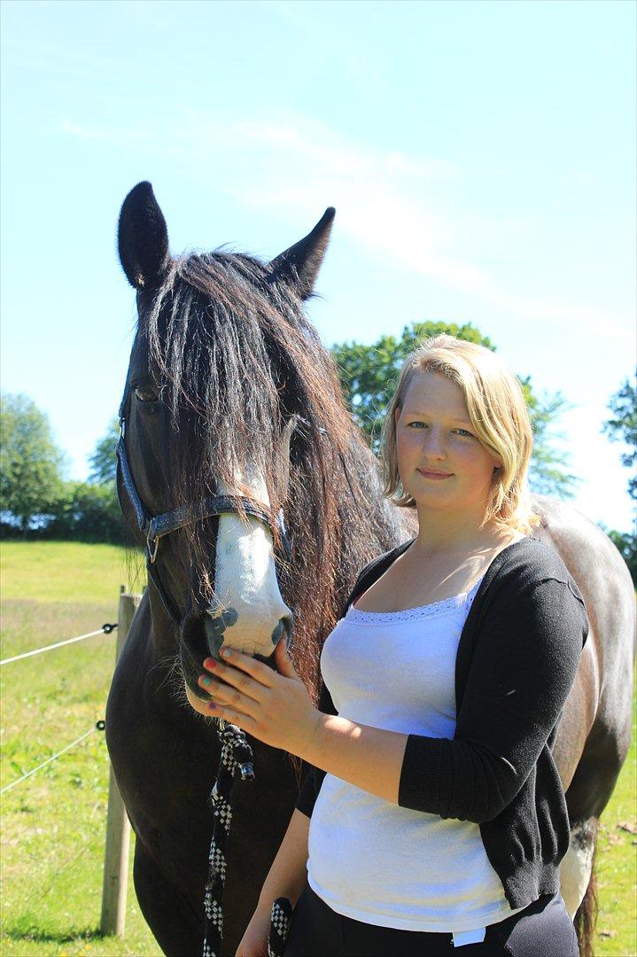 Irish Cob Lady Giga  billede 7