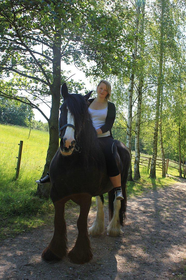 Irish Cob Lady Giga  billede 8