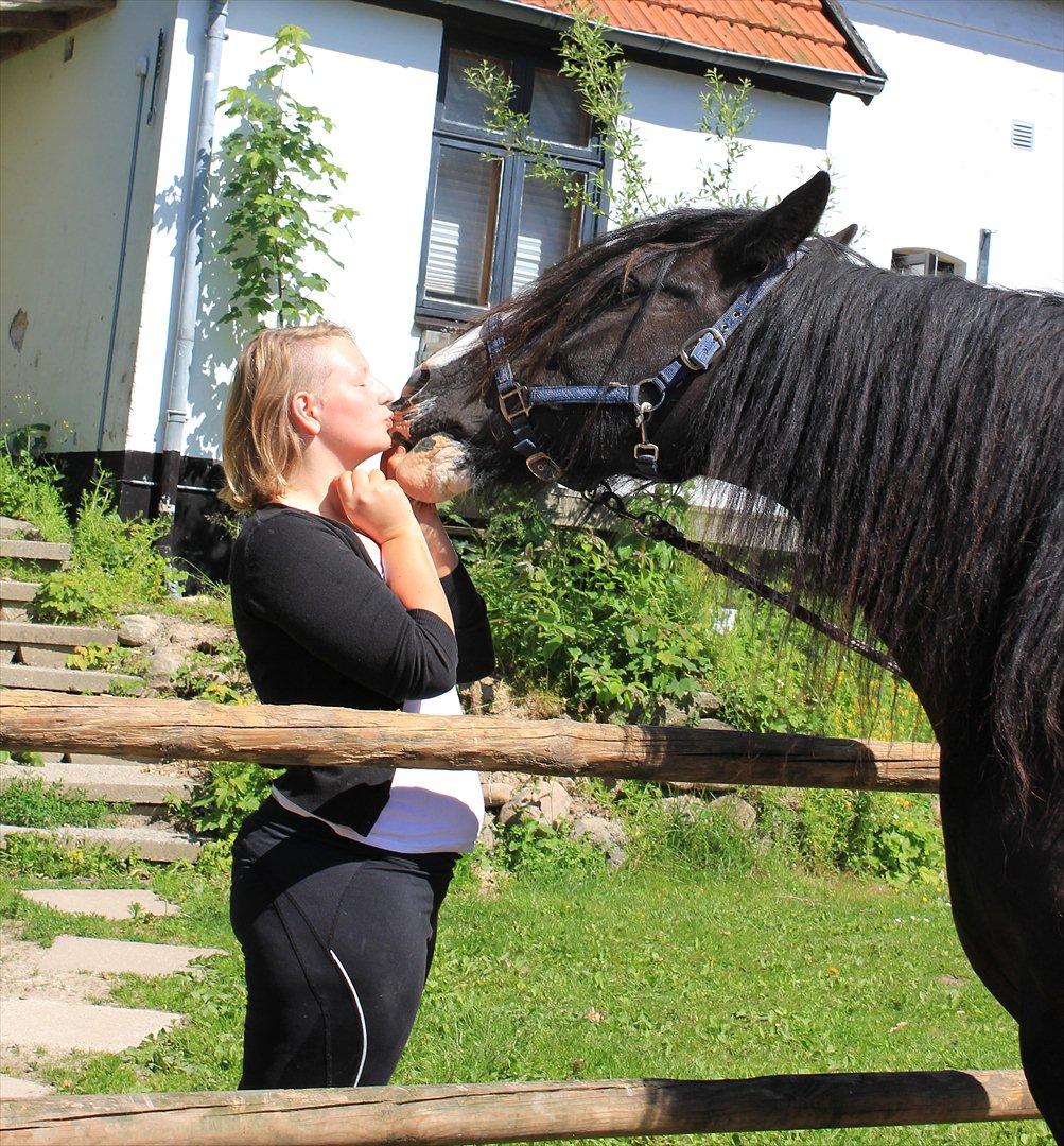 Irish Cob Lady Giga  billede 9