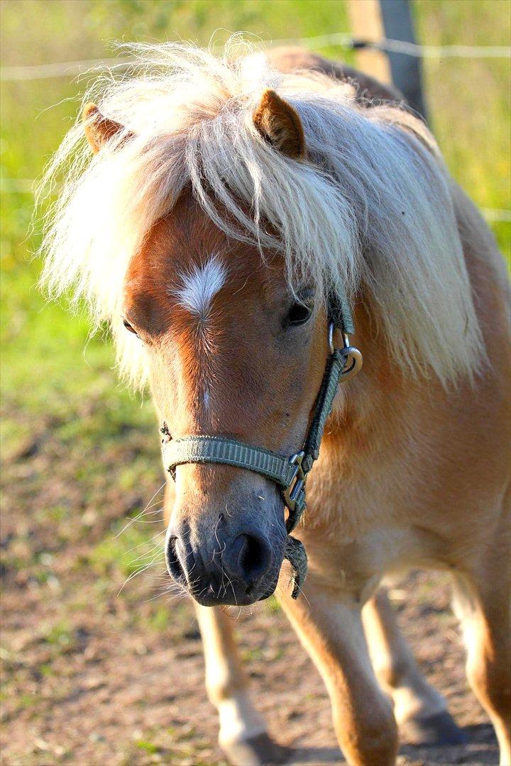 Shetlænder Fifla (Fiffi) billede 1