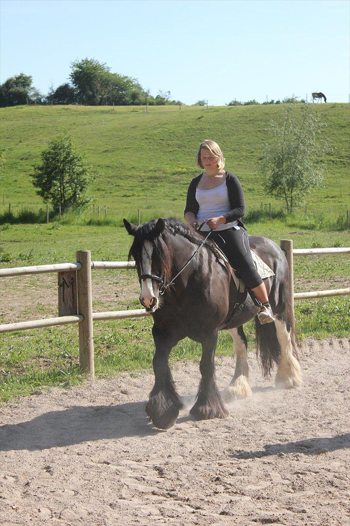 Irish Cob Lady Giga  billede 10