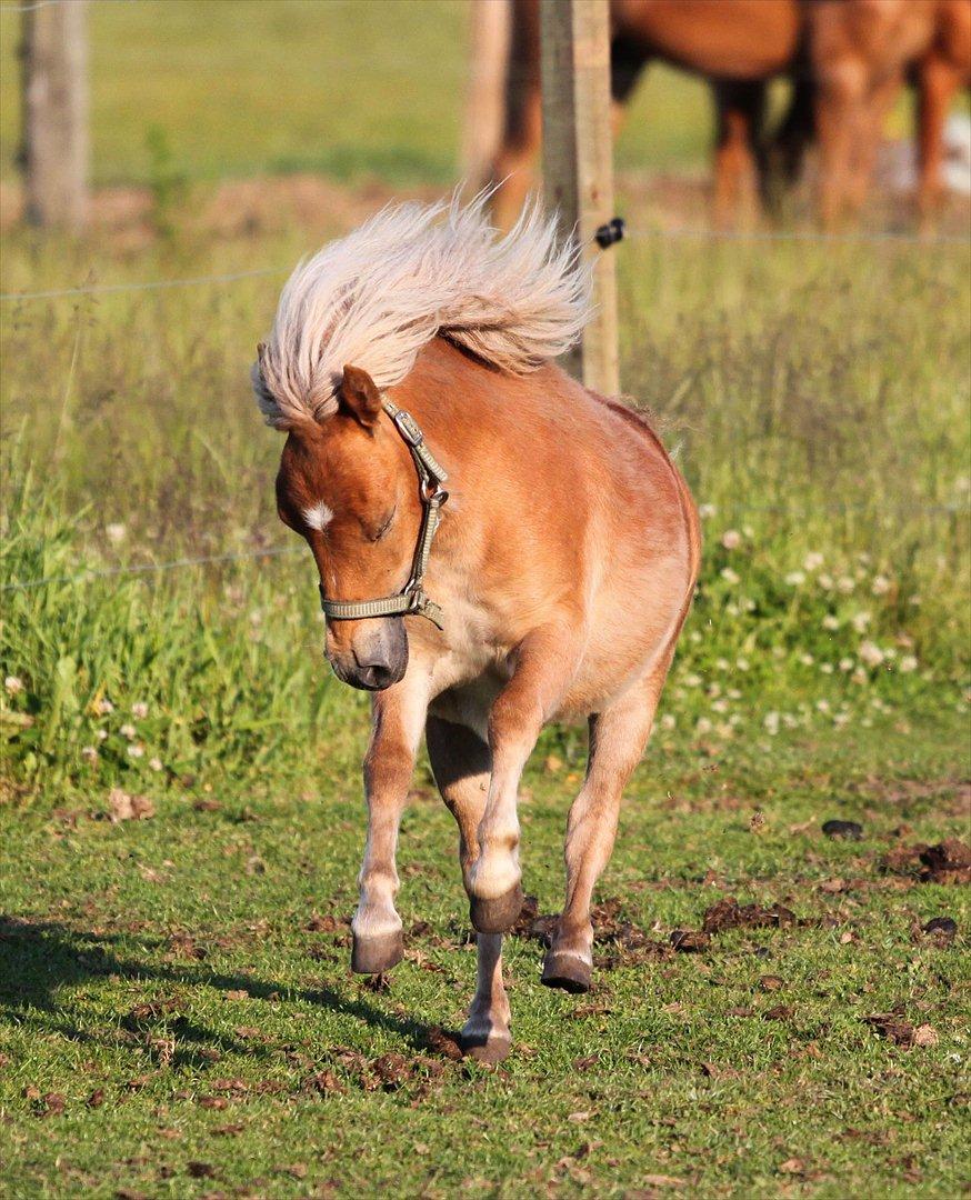 Shetlænder Fifla (Fiffi) billede 7
