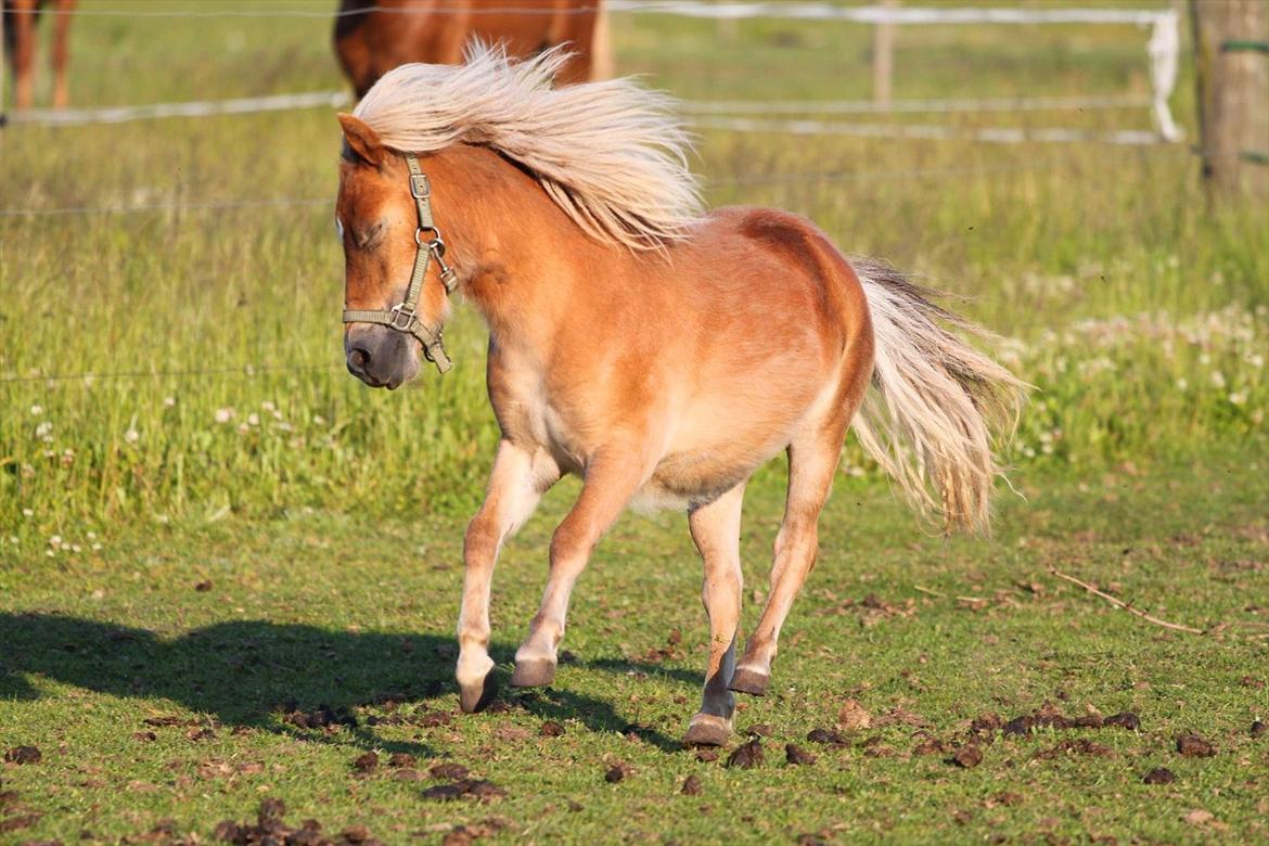 Shetlænder Fifla (Fiffi) billede 9