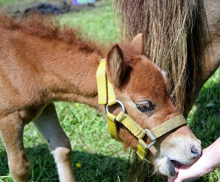 Anden særlig race Cera *Solgt* billede 17