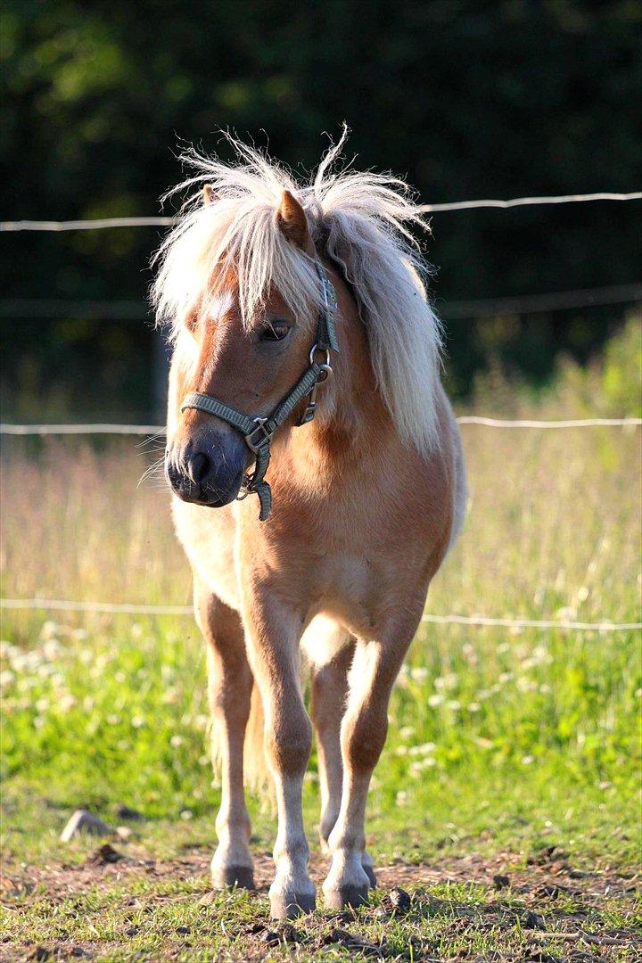 Shetlænder Fifla (Fiffi) billede 12