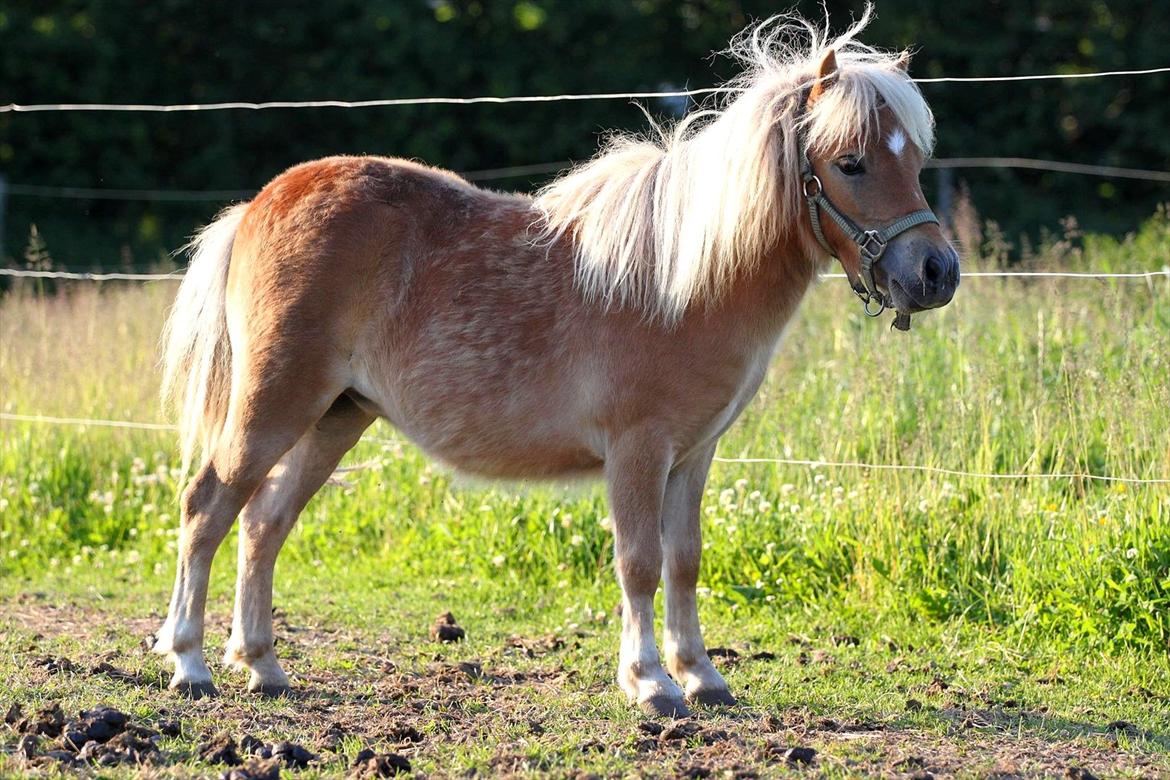 Shetlænder Fifla (Fiffi) billede 13