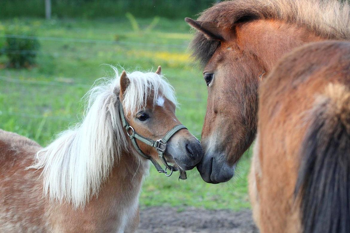 Shetlænder Fifla (Fiffi) billede 15