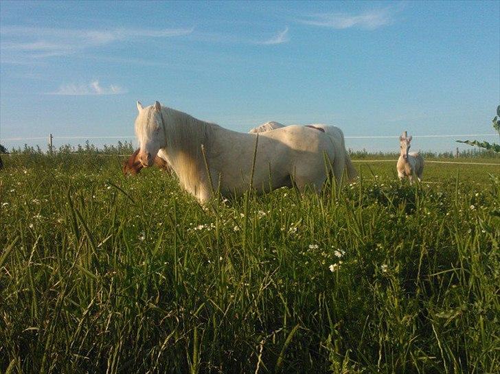 Welsh Pony (sec B) Aastrupgaards Safir billede 20