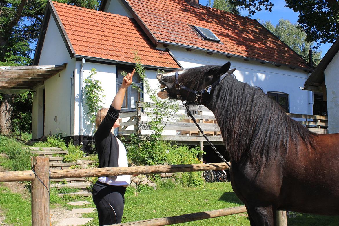 Irish Cob Lady Giga  billede 11