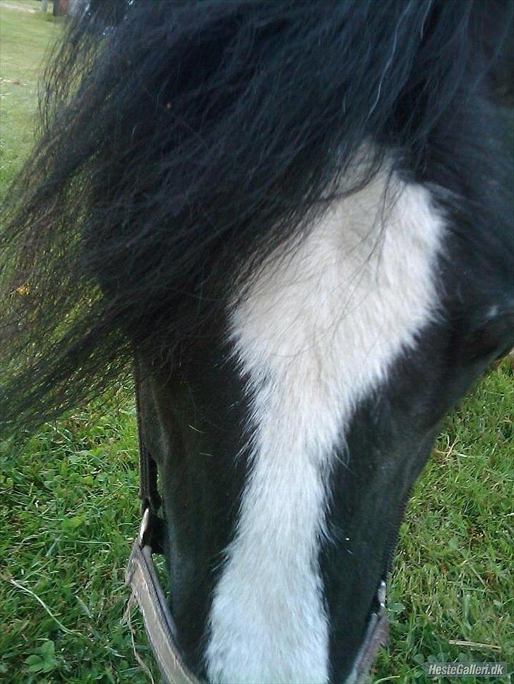 Tinker Dr. Wolle tidlig hest billede 9