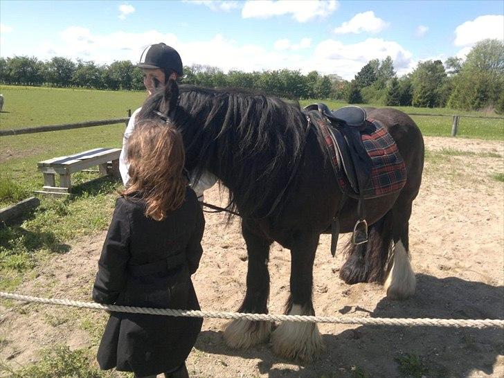 Tinker Dr. Wolle tidlig hest billede 10