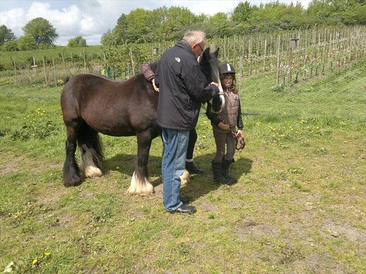 Tinker Dr. Wolle tidlig hest billede 11