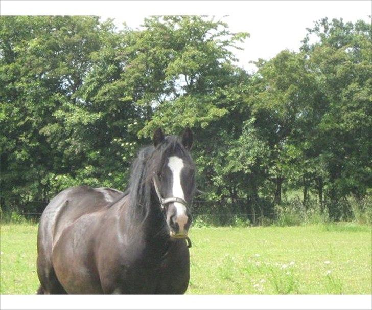 Tinker Dr. Wolle tidlig hest billede 12