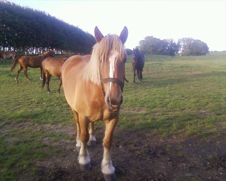 Anden særlig race Emmelie - 210612 billede 14