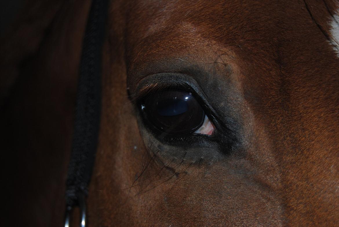 Dansk Varmblod Elbækgaards Roska <3 - Der er ikke noget mere beroligende end at kigge ind i et hesteøje! <3 Du kan give mig den dejligste ro i maven! :* billede 4