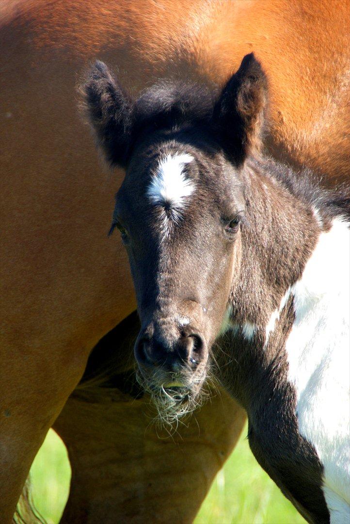 Irish Cob Crossbreed Skovperlens Sirius - smukke! - med fuldskæg og det hele ;) 14 timer gammel. billede 2