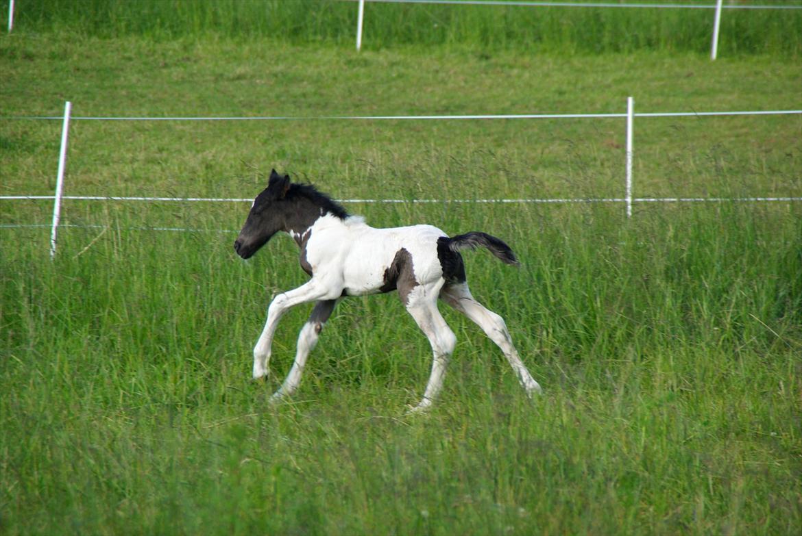 Irish Cob Crossbreed Skovperlens Sirius - flotte fyr. den 21. juni. knap to døgn. billede 4
