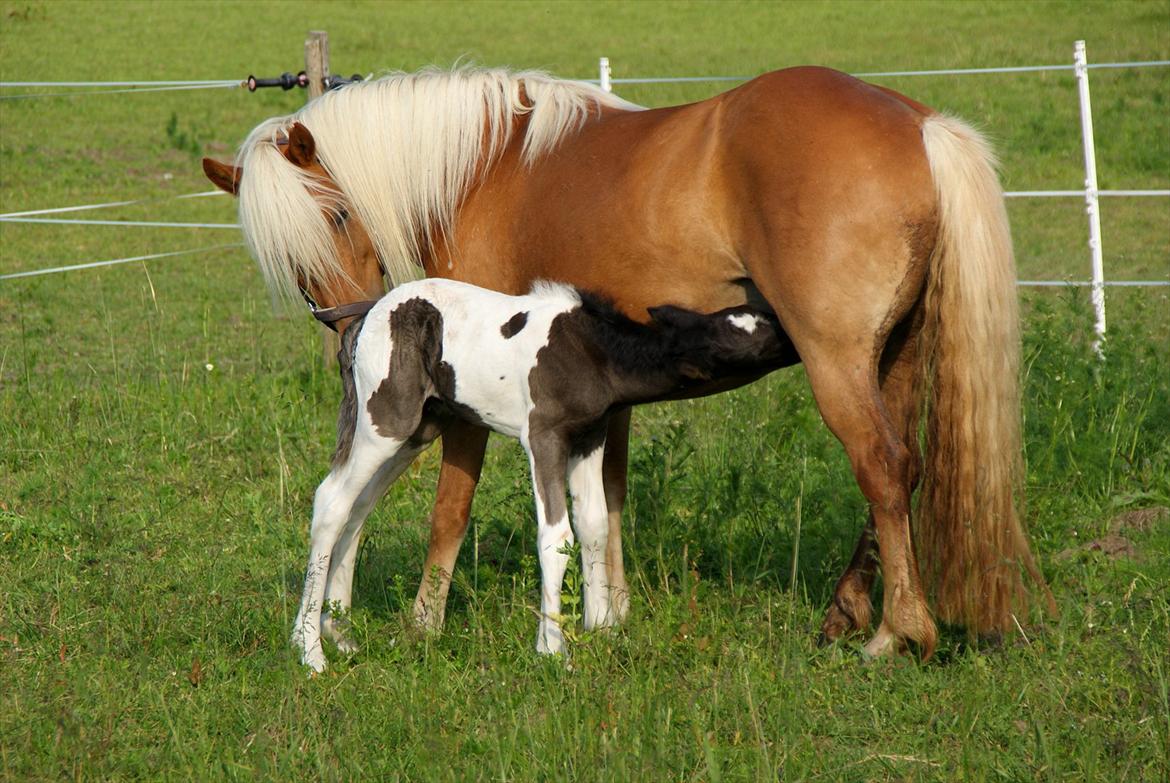 Irish Cob Crossbreed Skovperlens Sirius - kald det kærlighed. knap to døgn. billede 6