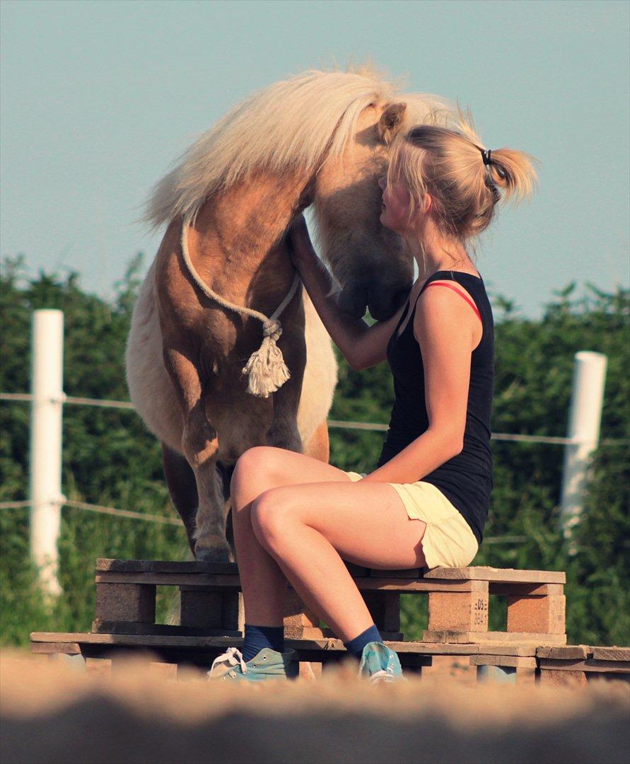 Shetlænder Sandagers Elvis - Take you to another world <3 billede 5