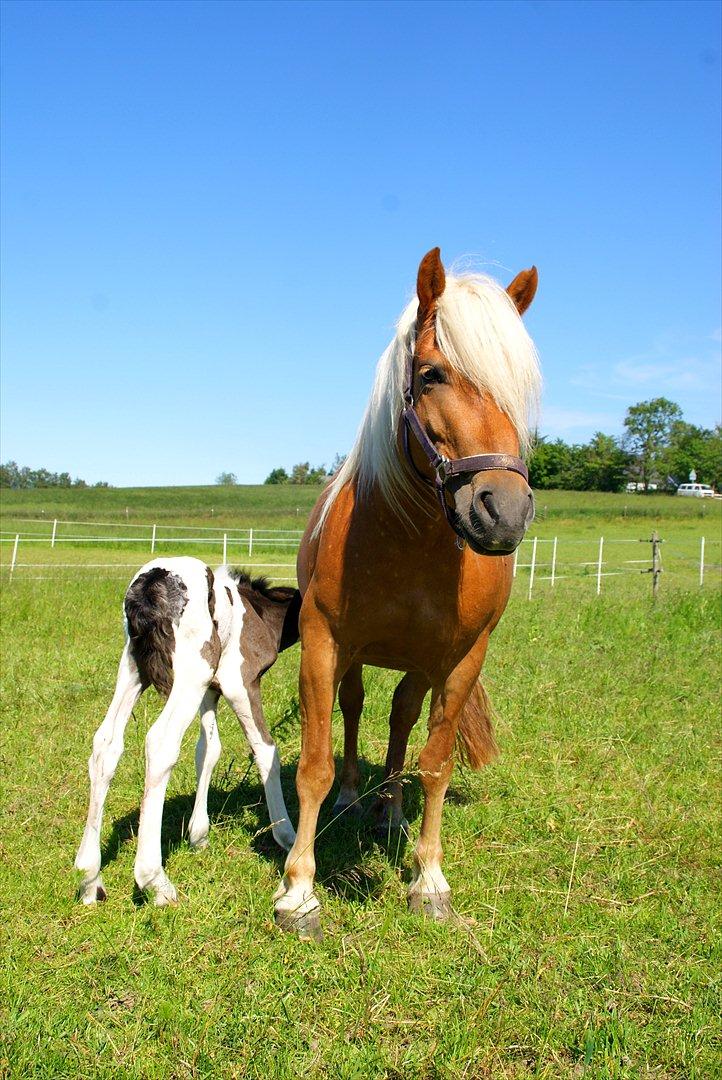 Haflinger Birch's Currin - så blev currin mor :) den 20. juni 2012. billedet er taget på dagen! - currin har aldrig set mere stolt ud! - hvilket er forståligt!  billede 17