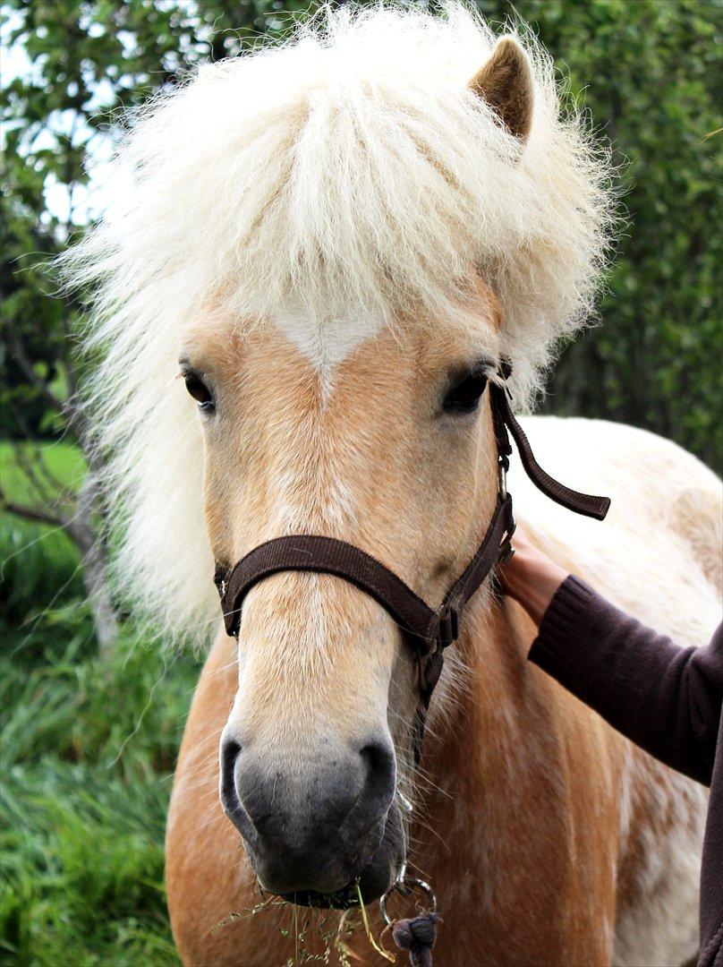 Islænder Sólfagur fra Elkjær (Christian) - Da han lige var kommet hjem billede 2