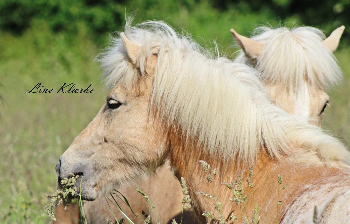 Islænder Sólfagur fra Elkjær (Christian) billede 3
