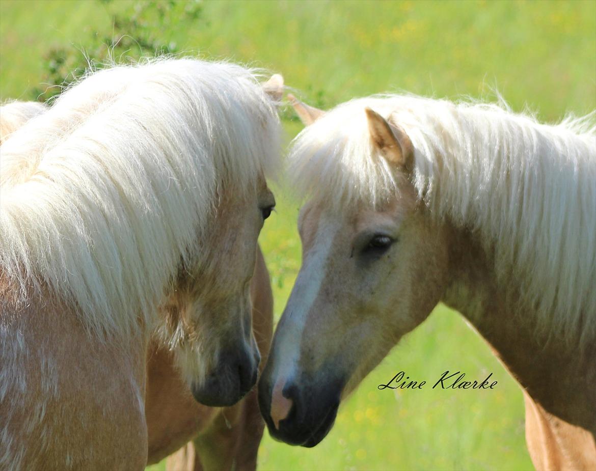 Islænder Sólfagur fra Elkjær (Christian) - Første møde med hans halvbror Stirnir billede 7