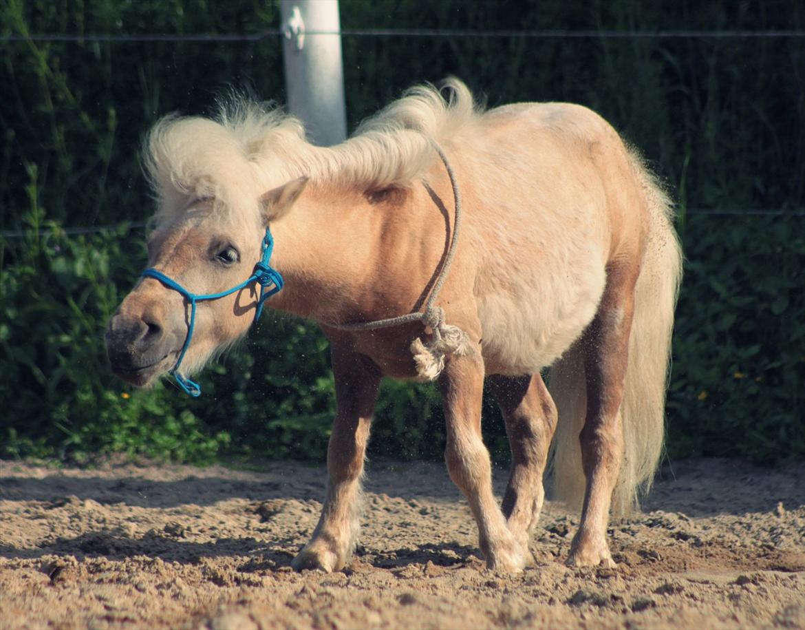 Shetlænder Sandagers Elvis - En dag tog jeg mig selv i at smile uden grund. Så indså jeg at det var fordi jeg tænkte på dig :* billede 10