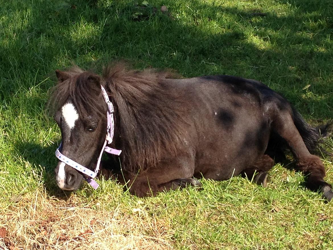 Anden særlig race Bella billede 10