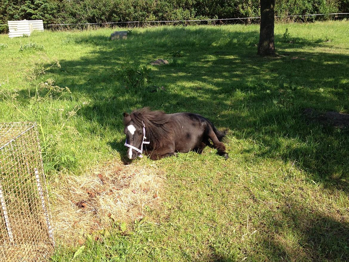 Anden særlig race Bella billede 11