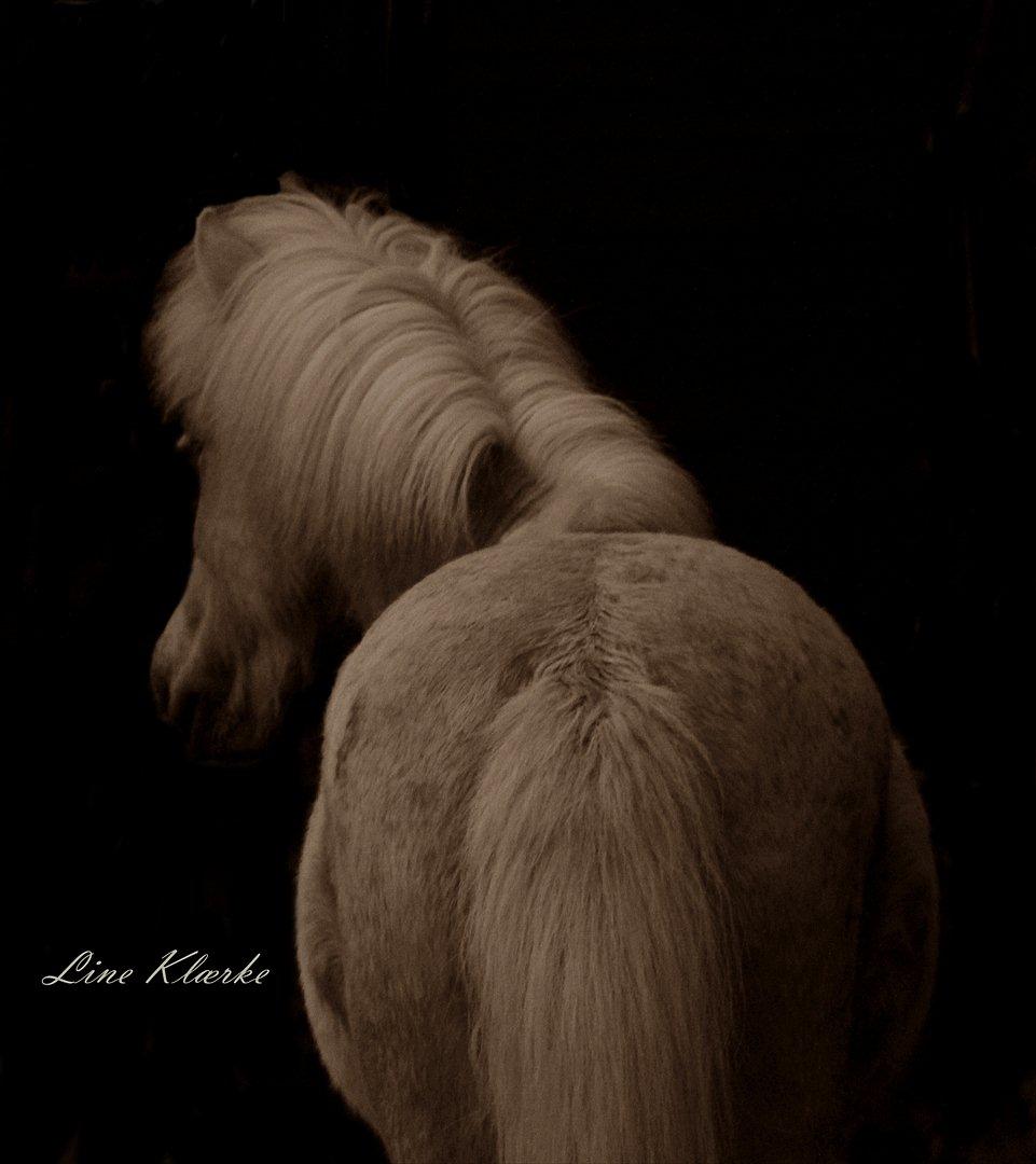 Islænder Sólfagur fra Elkjær (Christian) billede 8