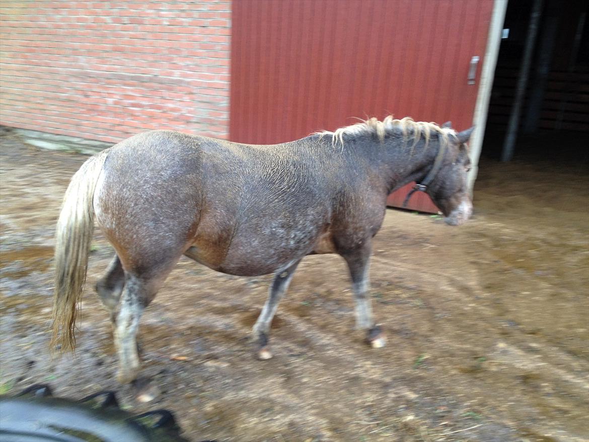 Anden særlig race musse billede 12