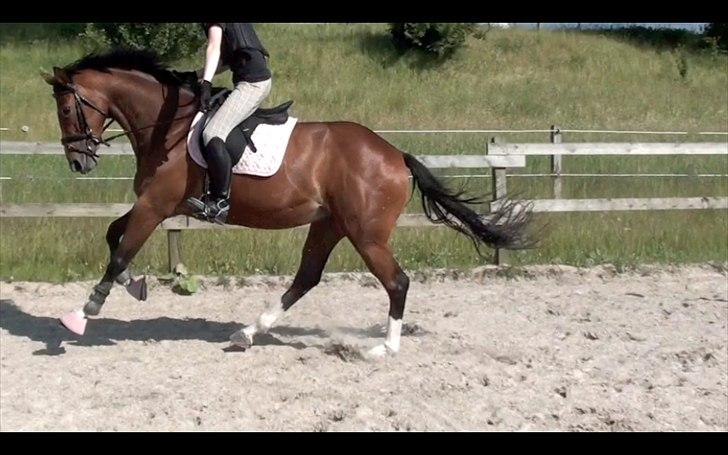 Fuldblod (XX) Rock The Socks - Lige efter et spring og lige før et mini glædes-bukspring :b JUNI 2012 *Foto: Elisa* billede 2