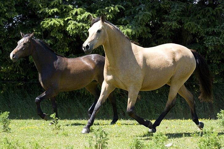 Palomino Miss Alba billede 14