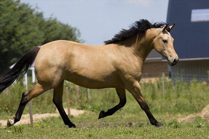 Palomino Miss Alba - Juni 2012 billede 15