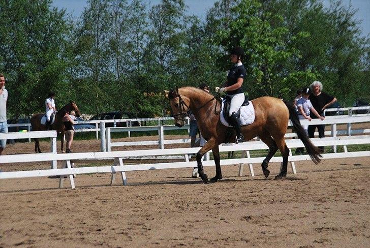 Palomino Miss Alba billede 16