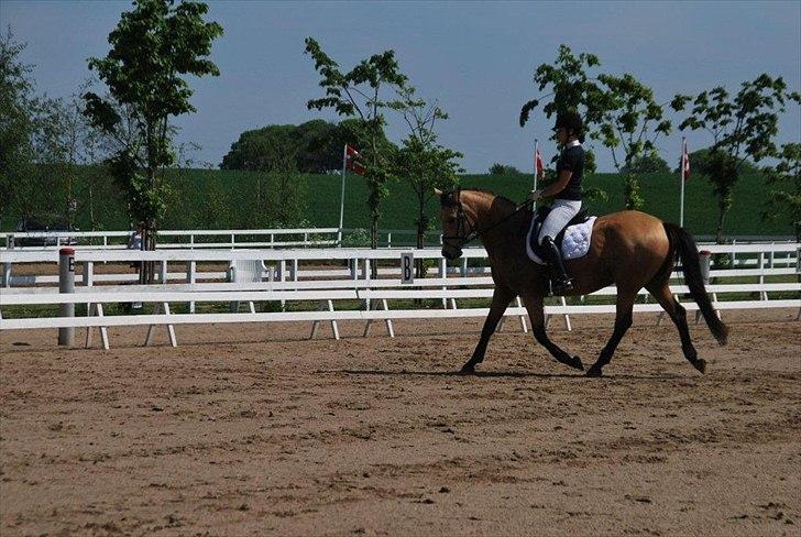 Palomino Miss Alba billede 17