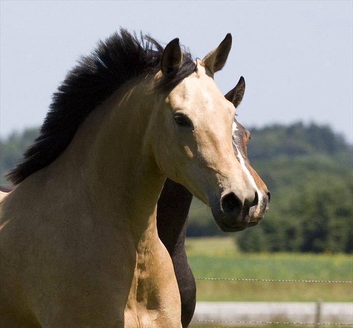 Palomino Miss Alba billede 18