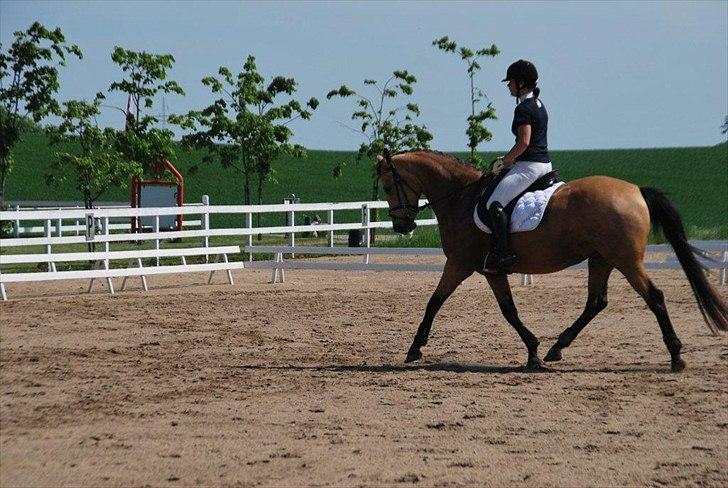 Palomino Miss Alba billede 19