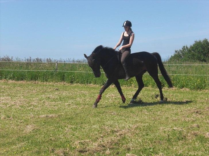 Traver Office Max - Lidt dressur uden sadel billede 11