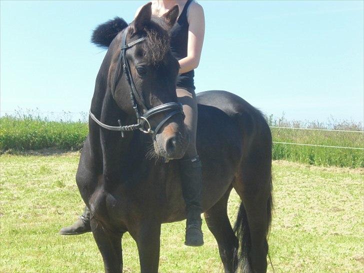 Traver Office Max - Iiiih min fine hestiii<3 billede 1