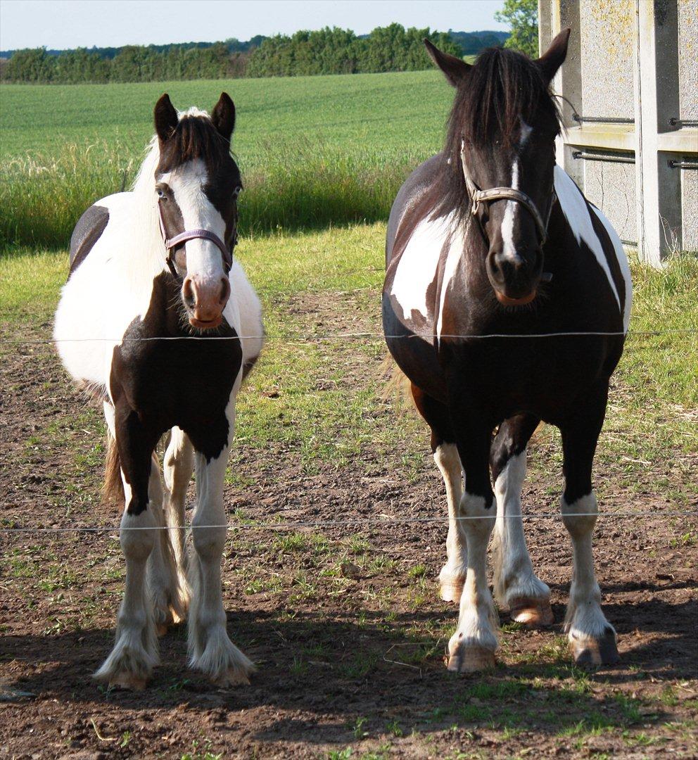 Tinker Skovbakkens Maggi May - Maggi 1 år gammel.
Mor og datter. Én ting har de da til fælles; den tykke mave. :-P
 billede 37